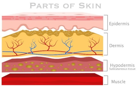 Parts of skin