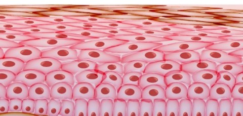 Skin layers