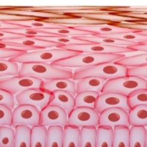 What is skin made of?
